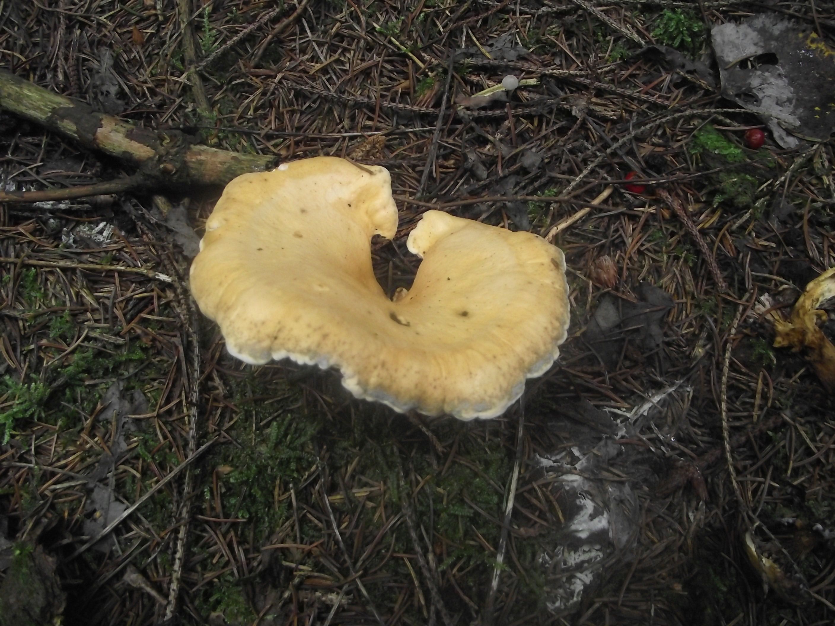 Falscher Pfifferling